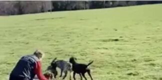 Ex Funcionario del SAG, que entregó zorrito para ser devorado por perros de caza, queda con arraigo nacional y firma mensual