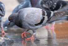 Cuestionan a Municipalidad de Concepción por impulsar campaña de «No alimentar palomas»