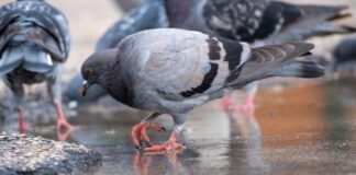Cuestionan a Municipalidad de Concepción por impulsar campaña de «No alimentar palomas»