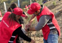 Inician segunda etapa del programa de reforestación del futuro parque El Rosal en Huechuraba