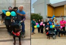 Un hermoso final: Dino, el perro apuñalado en Quillota que quedó inválido a causa de eso, encontró un hogar y familia responsable