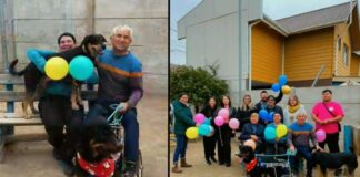 Un hermoso final: Dino, el perro apuñalado en Quillota que quedó inválido a causa de eso, encontró un hogar y familia responsable
