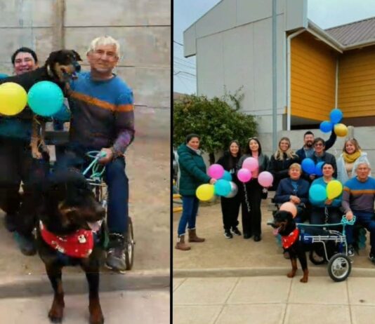 Un hermoso final: Dino, el perro apuñalado en Quillota que quedó inválido a causa de eso, encontró un hogar y familia responsable