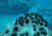 Dr. Iván Hinojosa: «Debemos escuchar el océano para comprender y proteger la biodiversidad marina»