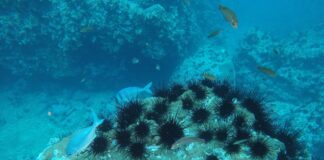 Dr. Iván Hinojosa: «Debemos escuchar el océano para comprender y proteger la biodiversidad marina»