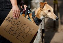 Hacen llamado a prohibir las carreras de perros galgos en Chile