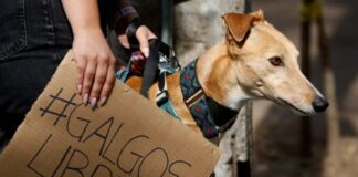 Hacen llamado a prohibir las carreras de perros galgos en Chile