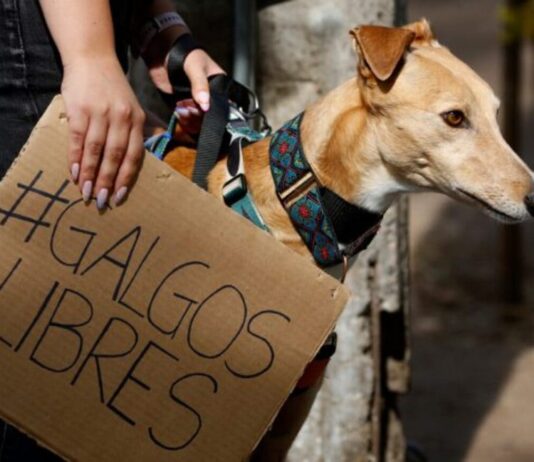 Buenas noticias: El proyecto de ley que busca prohíbir las carreras de perros galgos será votado este próximo 18 de agosto por los diputados