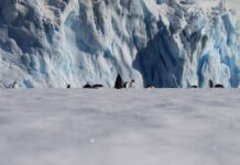 Científicos rastrean contaminantes invisibles en la Antártica