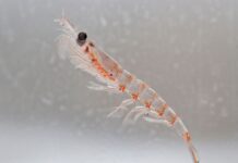 Sudáfrica será sede de encuentro internacional para fortalecer la conservación del kril antártico