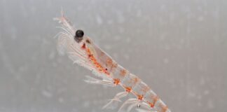 Sudáfrica será sede de encuentro internacional para fortalecer la conservación del kril antártico