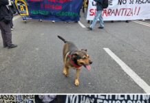 Un sueño hecho realidad: Tradicional perrito de Valparaíso encontró hogar y una familia responsable