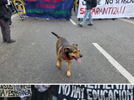 Un sueño hecho realidad: Tradicional perrito de Valparaíso encontró hogar y una familia responsable
