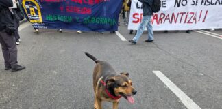 Un sueño hecho realidad: Tradicional perrito de Valparaíso encontró hogar y una familia responsable