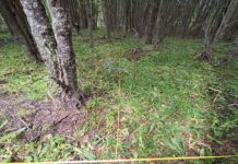 Investigación busca avanzar en la comprensión del impacto humano en los bosques del sur y sur-austral