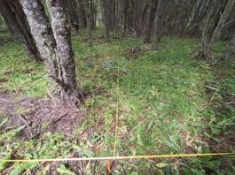 Investigación busca avanzar en la comprensión del impacto humano en los bosques del sur y sur-austral