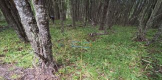 Investigación busca avanzar en la comprensión del impacto humano en los bosques del sur y sur-austral