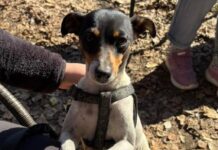 Inician programa de esterilización gratuita para mil animales de compañía en la comuna de Codegua
