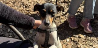 Inician programa de esterilización gratuita para mil animales de compañía en la comuna de Codegua