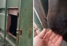 Rescataron a yegua que estaba encerrada en contenedor a bordo de un buque del puerto de Valparaíso
