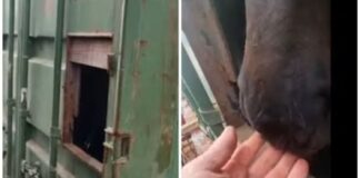 Rescataron a yegua que estaba encerrada en contenedor a bordo de un buque del puerto de Valparaíso