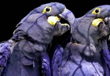 Rescatan en Brasil 69 guacamayos azules, especie famosa por película «Río» y considerada extinta en la naturaleza desde 2000