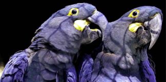 Rescatan en Brasil 69 guacamayos azules, especie famosa por película «Río» y considerada extinta en la naturaleza desde 2000