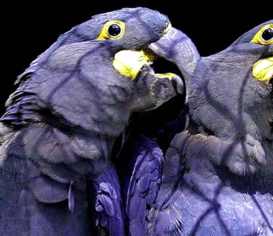 Rescatan en Brasil 69 guacamayos azules, especie famosa por película «Río» y considerada extinta en la naturaleza desde 2000