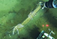 Descubren en el océano Índico el mayor cementerio de ballenas del mundo con restos de hasta 5 millones de años de antigüedad