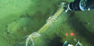 Descubren en el océano Índico el mayor cementerio de ballenas del mundo con restos de hasta 5 millones de años de antigüedad