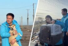 Llaman a adoptar animales rescatados por la veterinaria municipal de San Pedro de la Paz