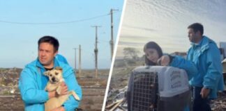 Llaman a adoptar animales rescatados por la veterinaria municipal de San Pedro de la Paz