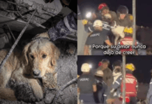 Ellos también cuentan: Bomberos, rescatistas y ciudadanos han auxiliado a los animales, luego de los terremotos que afectaron a Venezuela