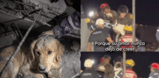 Ellos también cuentan: Bomberos, rescatistas y ciudadanos han auxiliado a los animales, luego de los terremotos que afectaron a Venezuela