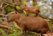 Alerta en Bioparques: Hasta el 60% de los animales silvestres podría sufrir desnutrición por dietas mal formuladas