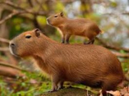 Alerta en Bioparques: Hasta el 60% de los animales silvestres podría sufrir desnutrición por dietas mal formuladas