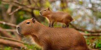 Alerta en Bioparques: Hasta el 60% de los animales silvestres podría sufrir desnutrición por dietas mal formuladas