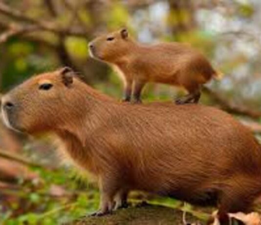 Alerta en Bioparques: Hasta el 60% de los animales silvestres podría sufrir desnutrición por dietas mal formuladas