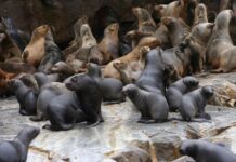 Viña del Mar: Denuncian que lobo marino tiene insertado en el hocico un anzuelo de pesca