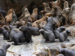 Fueron hallados en diferentes playas y sin lesiones: Indagan muerte de 16 lobos marinos y pingüino en Iquique