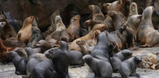 Viña del Mar: Denuncian que lobo marino tiene insertado en el hocico un anzuelo de pesca
