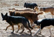 Triste realidad: Abandono de perros en México, Argentina y Brasil aumentó un 20 % anual , tras la pandemia