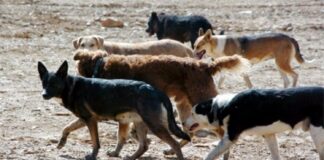Triste realidad: Abandono de perros en México, Argentina y Brasil aumentó un 20 % anual , tras la pandemia