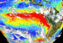 El Niño 2026: Expertos analizan sus posibles impactos en los ecosistemas marinos y la acuicultura chilena