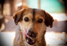 La historia de Atom, un perrito que le ganó a la muerte tras ser rescatado por Callejeritos de la Vega y hoy busca una familia responsable