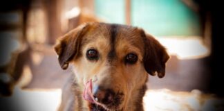 La historia de Atom, un perrito que le ganó a la muerte tras ser rescatado por Callejeritos de la Vega y hoy busca una familia responsable