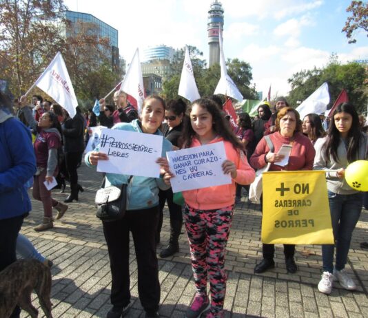 Congreso Nacional: Este miércoles, la Cámara de Diputados podría votar el proyecto de ley que busca prohibir las carreras de perros galgos