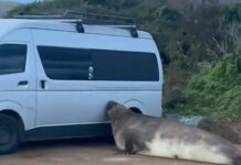 Neil, la foca elefante de 1 tonelada que aman por «destrozón» al sur de Tasmania