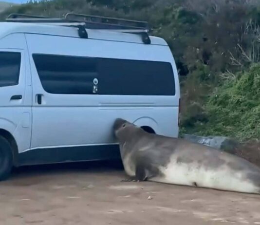 Neil, la foca elefante de 1 tonelada que aman por «destrozón» al sur de Tasmania