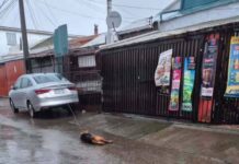 Talcahuano: Perro muere electrocutado por cable energizado, en medio del temporal que afecta a nuestro país